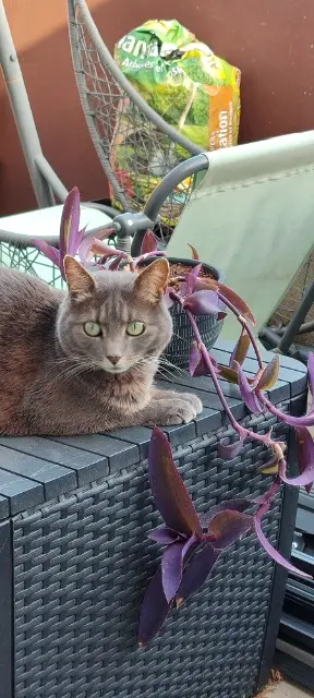 chatte lost   68120 Richwiller Madjine