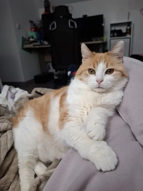 chatte lost   68500 Issenheim Mafifille