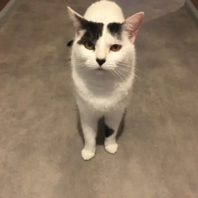 chatte lost   68000 Colmar Malia
