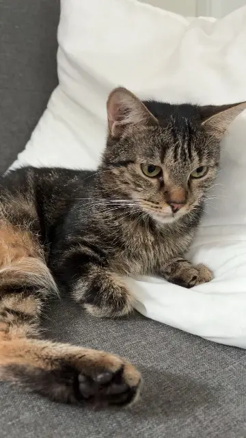 chatte lost   68180 Horbourg-Wihr Maya