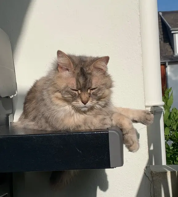 chatte lost   68280 Sundhoffen Maya