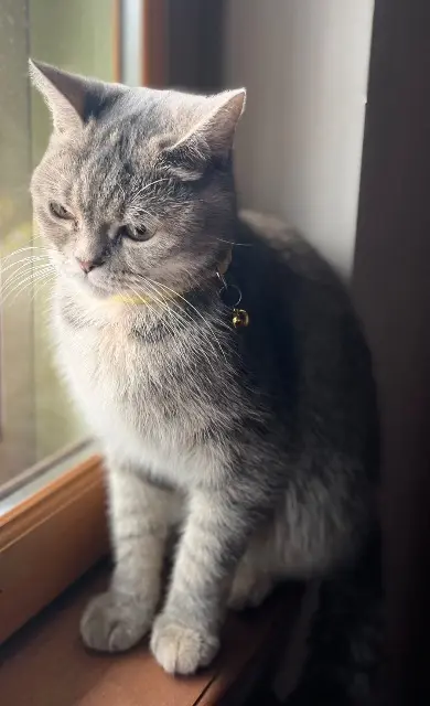 chatte lost   68700 Cernay Maya