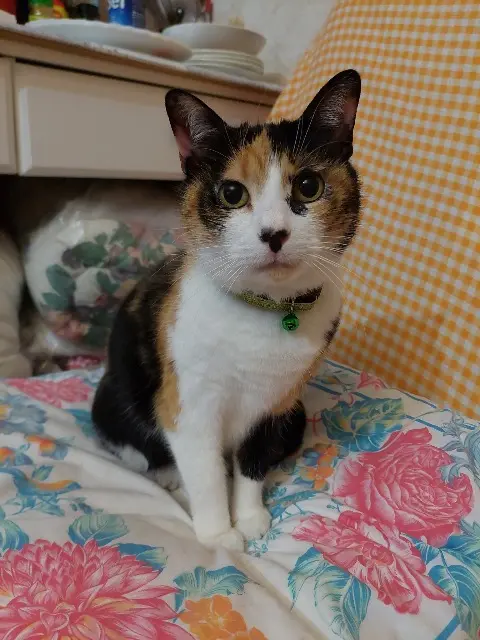 chatte lost   68040 Ingersheim Maya