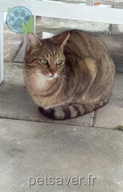 chatte perdue 68300 Saint-Louis Maya chatte lost 68300 Saint-Louis Maya