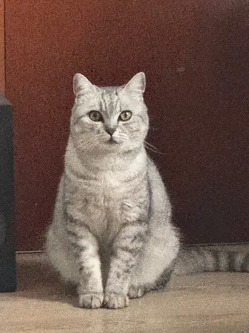 Chatte Perdue 68 Haut-Rhin - Mia Chatte Perdue 68 Haut-Rhin - Mia