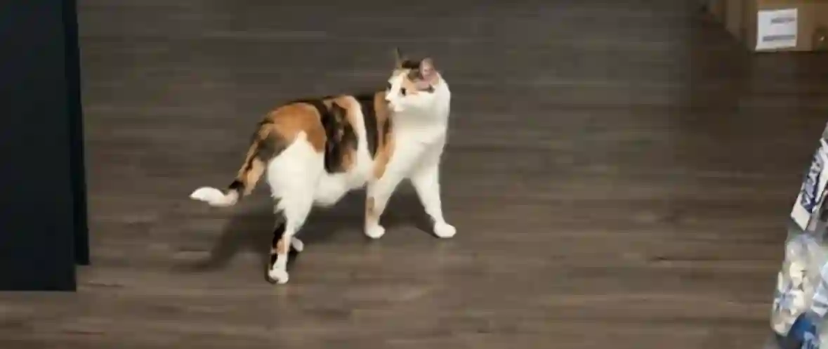 Chatte Perdue 68 Haut-Rhin - Mia Chatte Perdue 68 Haut-Rhin - Mia