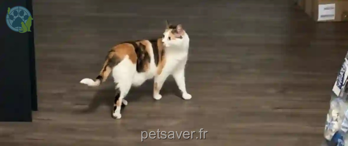 Chatte Perdue 68 Haut-Rhin - Mia Chatte Perdue 68 Haut-Rhin - Mia