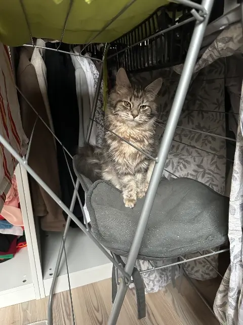 chatte lost    Wintzenheim Mia