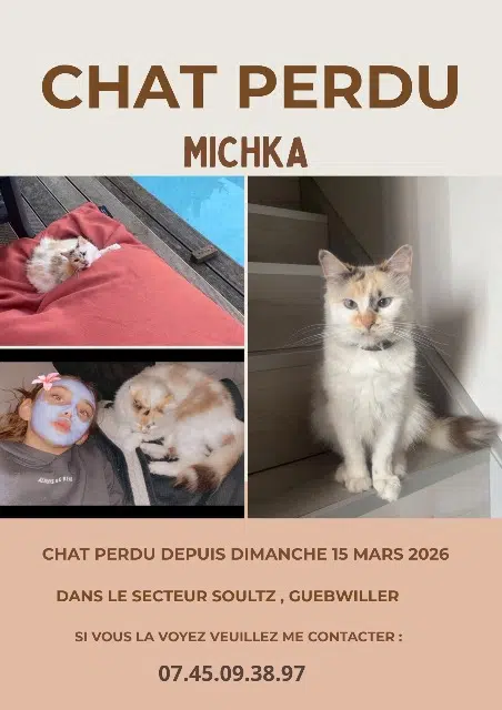 chatte lost   68360 Soultz-Haut-Rhin Michka