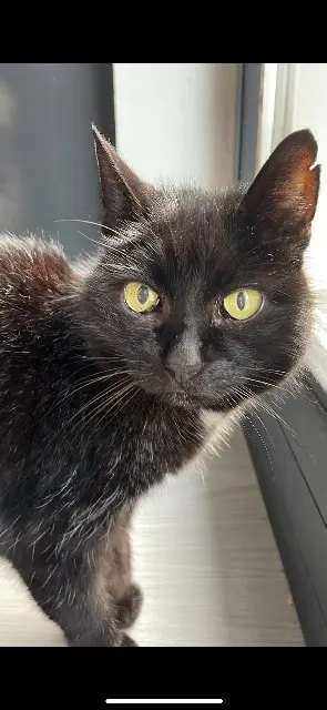 chatte lost   68280 Andolsheim Mickey