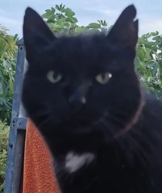 chatte lost   68280 Andolsheim Mickey