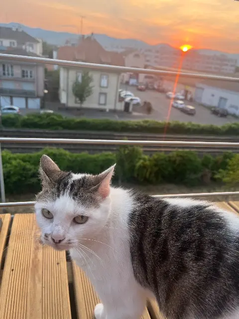 chatte lost   68000 Colmar Mimi