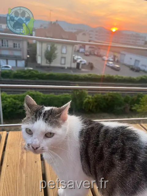 chatte perdue 68000 Colmar Mimi chatte lost 68000 Colmar Mimi