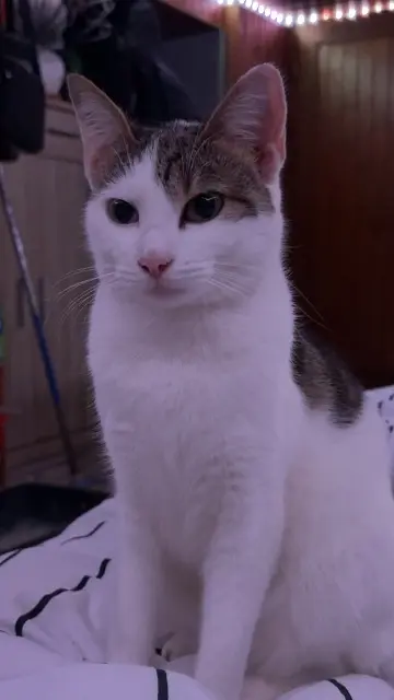 chatte lost   68130 Altkirch Mina