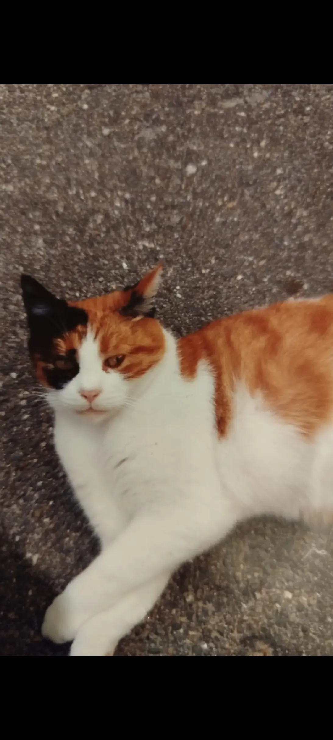 Chatte Perdue 68 Haut-Rhin - Mina Chatte Perdue 68 Haut-Rhin - Mina