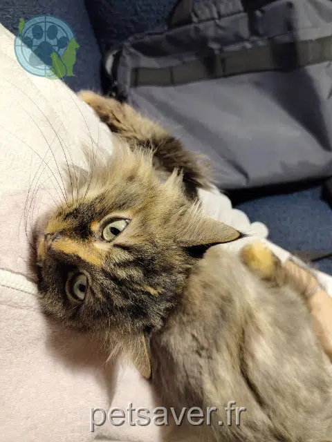 chatte lost   68040 Ingersheim Minerette