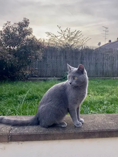 chatte lost   68320 Widensolen Minoune