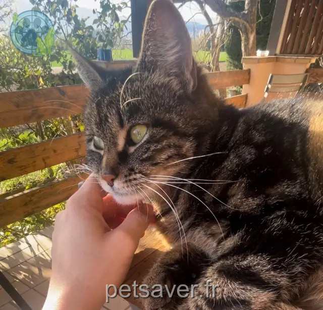 gata perdida 68540 Bollwiller Missy gata lost 68540 Bollwiller Missy