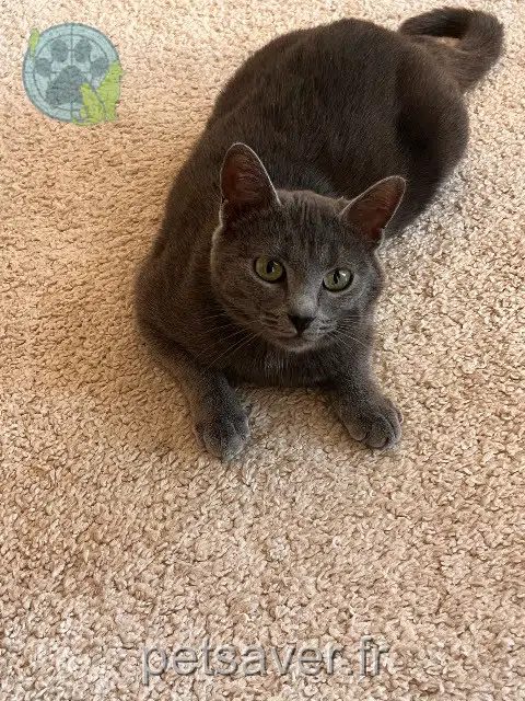 chatte lost 68000 Colmar Misty