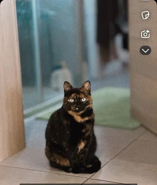 chatte lost   68210 Traubach-le-Haut Moka