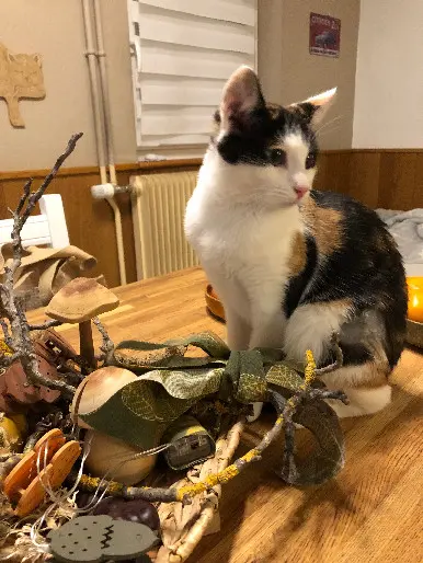 Chatte Perdue 68 Haut-Rhin - Molly Chatte Perdue 68 Haut-Rhin - Molly