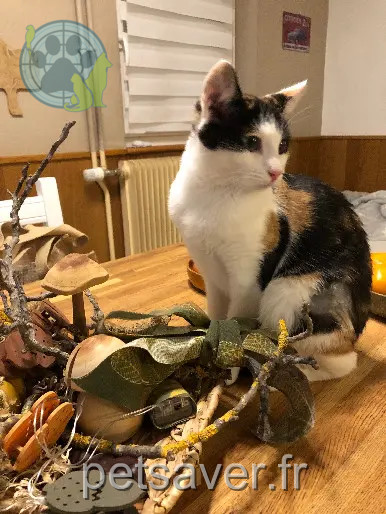 Chatte Perdue 68 Haut-Rhin - Molly Chatte Perdue 68 Haut-Rhin - Molly