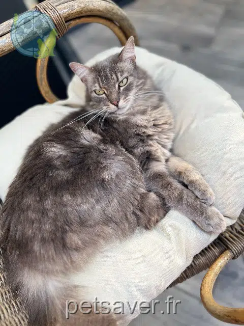Katze lost 68310 Wittelsheim Muezza