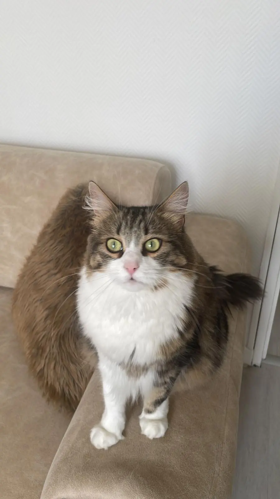 Chatte Perdue 68 Haut-Rhin Mulhouse - Ada Chatte Perdue 68 Haut-Rhin Mulhouse - Ada