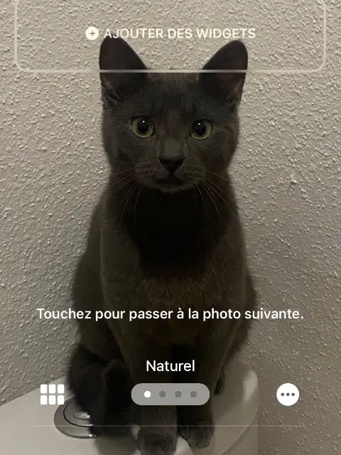 chatte lost    Mulhouse Alba