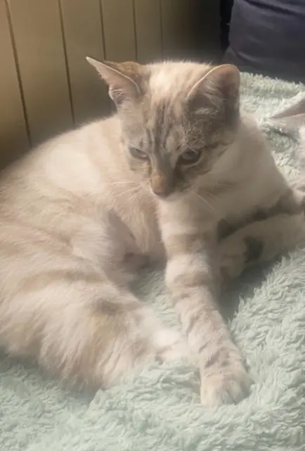 chatte lost    Mulhouse Alif