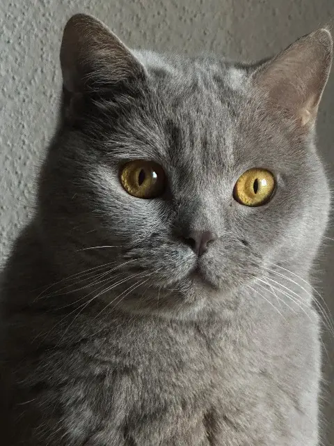 chatte lost    Mulhouse Bibish