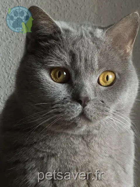 gata perdida Mulhouse Bibish gata lost Mulhouse Bibish