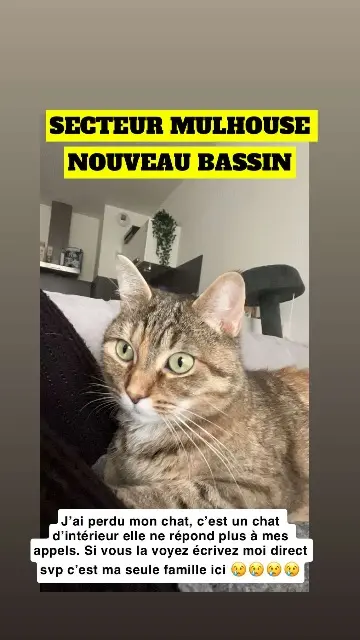 chatte lost    Mulhouse Chanel