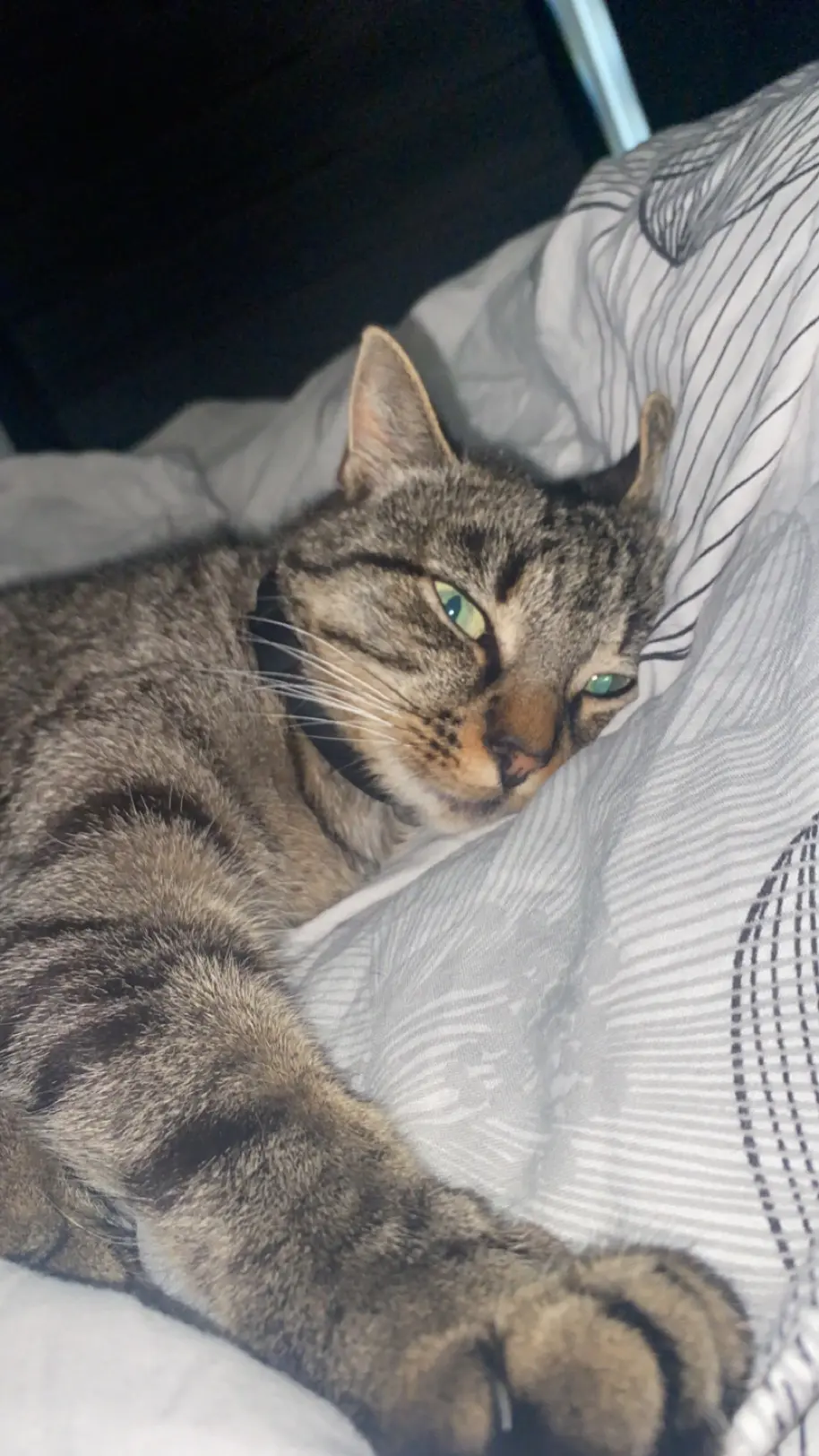 Chatte Perdue 68 Haut-Rhin Mulhouse - Chanel Chatte Perdue 68 Haut-Rhin Mulhouse - Chanel