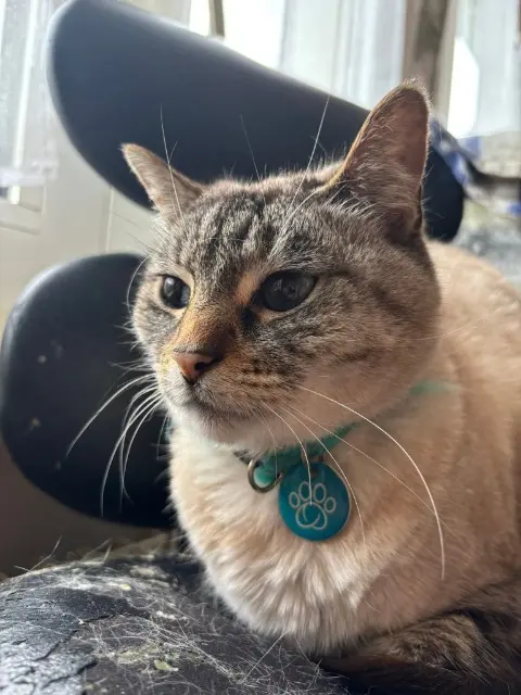 chatte lost    Mulhouse Chouchou