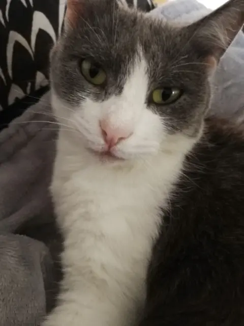 chatte lost    Mulhouse Ficelle