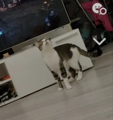 Chatte Perdue 68 Haut-Rhin Mulhouse Chatte Perdue 68 Haut-Rhin Mulhouse