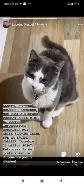 chatte lost    Mulhouse Knackie