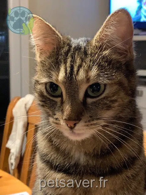 chatte lost    Mulhouse Louna