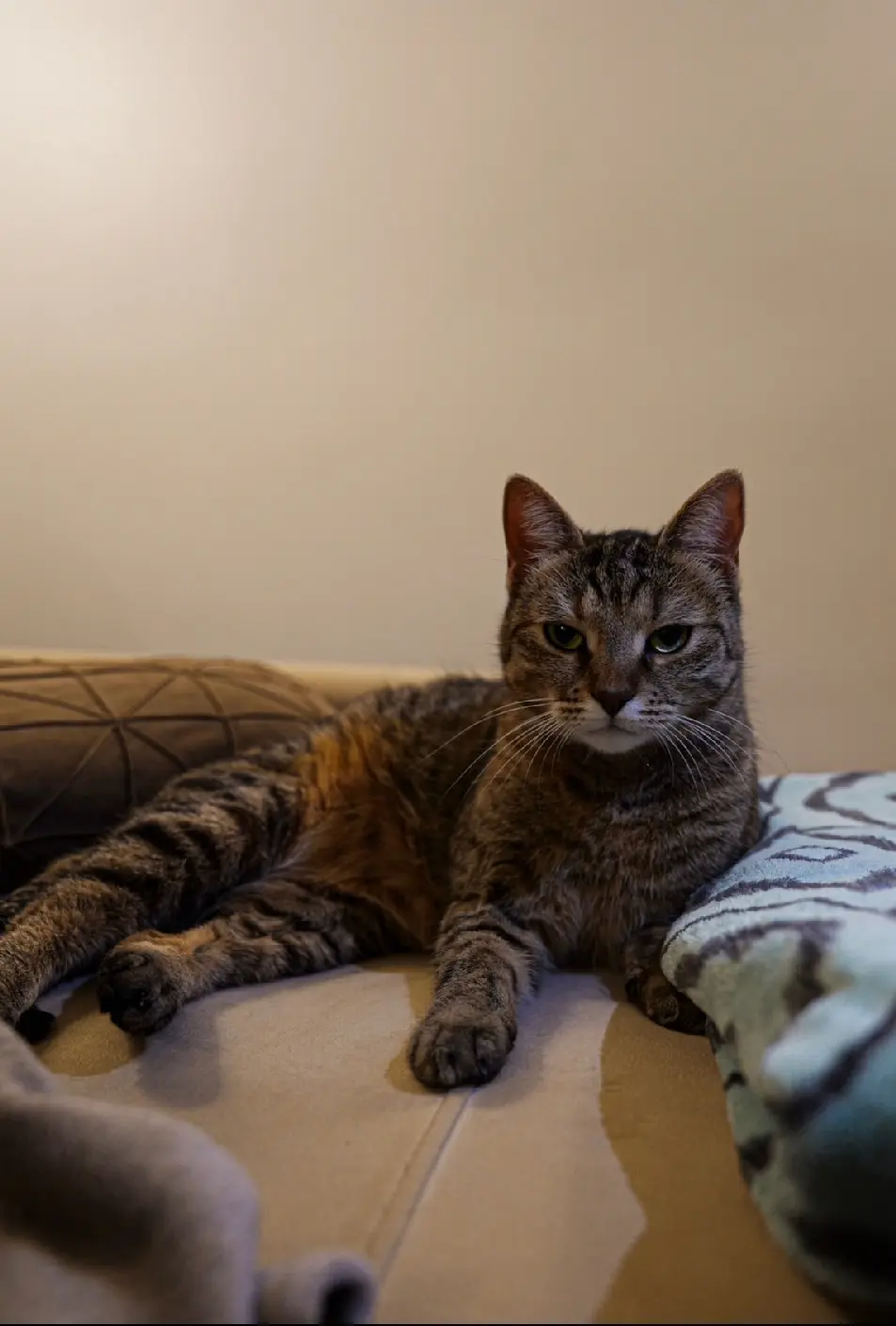 Chatte Perdue 68 Haut-Rhin Mulhouse - Nala Chatte Perdue 68 Haut-Rhin Mulhouse - Nala
