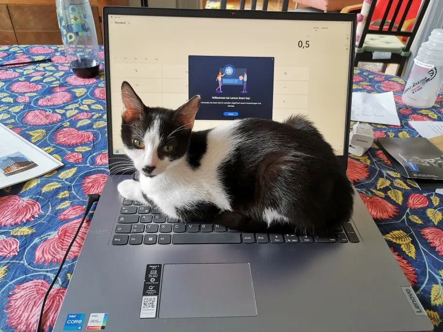 Chatte Perdue 68 Haut-Rhin Mulhouse Chatte Perdue 68 Haut-Rhin Mulhouse