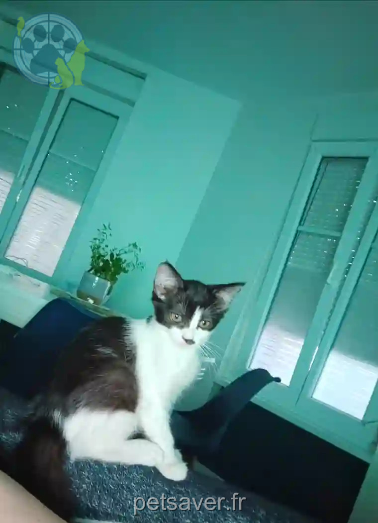 Chatte Perdue 68 Haut-Rhin Mulhouse - Pepa Chatte Perdue 68 Haut-Rhin Mulhouse - Pepa