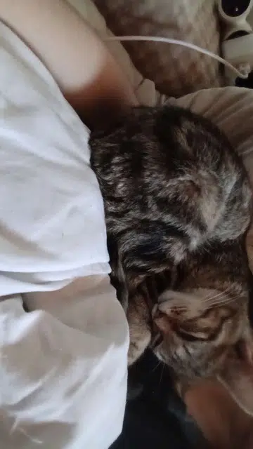 chatte lost    Mulhouse Pepette