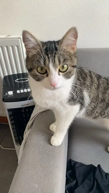 chatte lost    Mulhouse Pitchi