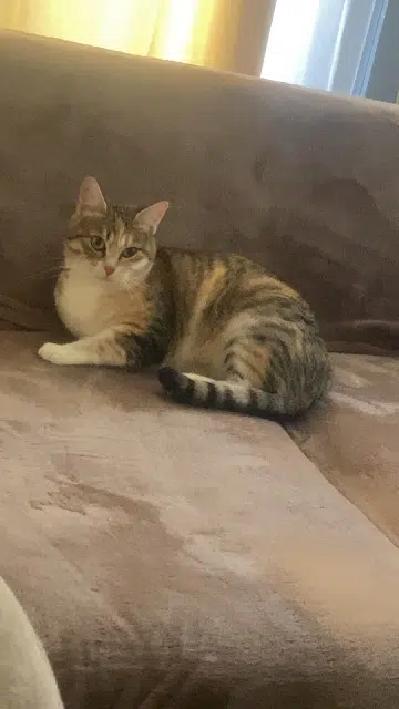 chatte lost    Mulhouse Poupette