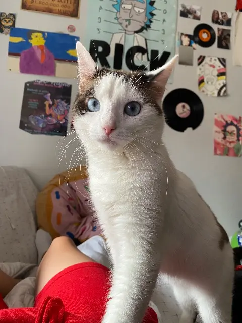 chatte lost    Mulhouse Praline