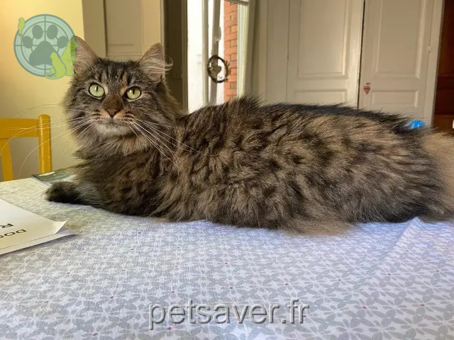 chatte perdue Mulhouse Pumba chatte lost Mulhouse Pumba