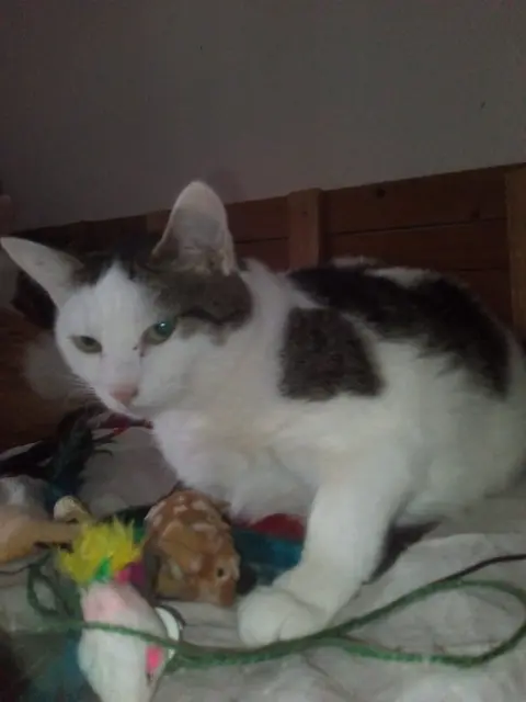 gata perdida Mulhouse Scarlette gata lost Mulhouse Scarlette