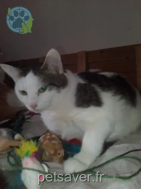 gata perdida Mulhouse Scarlette gata lost Mulhouse Scarlette