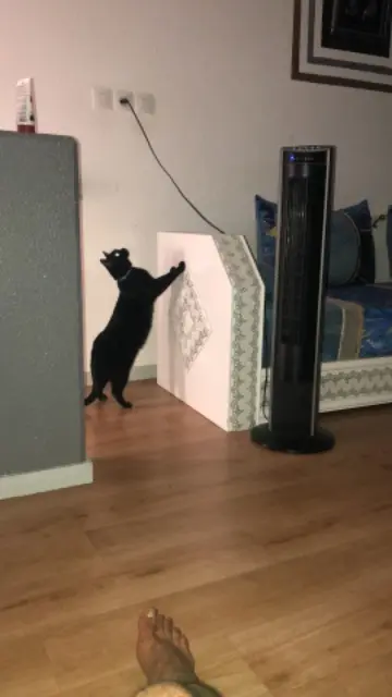 Katze vermisst Mulhouse Stouki Katze lost Mulhouse Stouki